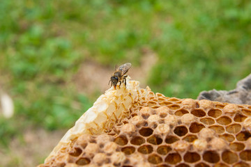 Close up view of the working bee on the honeycomb with sweet honey..