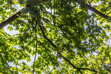 Fototapeta premium Sunny spring day. Gray trunk, twigs and fresh green foliage of maple. Site about parks, nature, seasons.