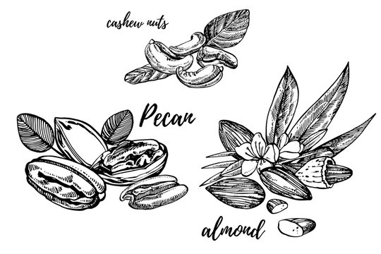 Almonds, Pecan and cashew nuts sketch illustrations. Hand drawn illustrations isolated on white background.