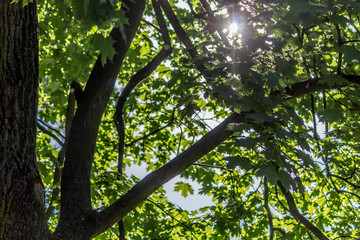 Sunny spring day. Gray trunk, twigs and fresh green foliage of maple. Site about parks, nature, seasons.