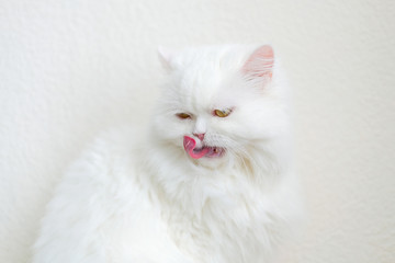 White furry persian cat washes his flat face