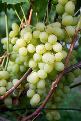 Fresh ripe juicy grapes in bunches growing on branches in vineyard..