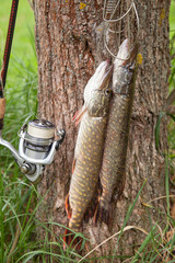 Good catch. Two freshwater pike fish on fish stringer on natural background..