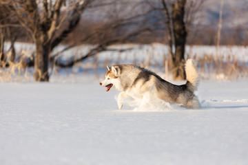 Fototapeta na wymiar Crazy, happy and funny beige and white dog breed siberian husky jumping and running on the snow in the winter field.