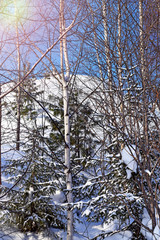 Winter landscape with snow-covered trees, firs and birches, illuminated by the sun and snow drifts. Christmas background