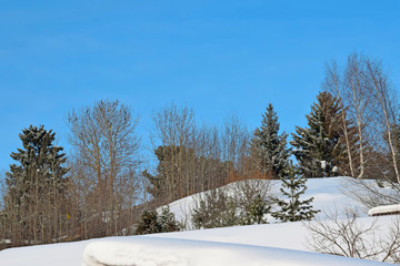 Winter landscape with snow-covered trees, firs and birches, illuminated by the sun and snow drifts. Christmas background