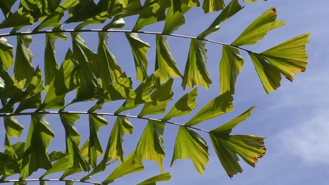 Close up of Caryota mitis or Fishtail palm tree branches against blue sky