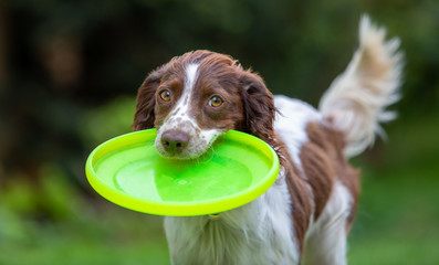 Cute little English Springer Spaniel with wagging tail fetching a yellow flying disc.