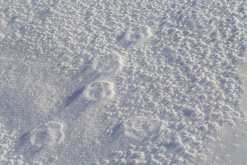 Paw print reliefs of a lone animal walking across the snow