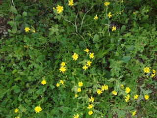 Spring bright colorful delicate flowers. Trees. Nature.