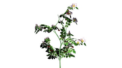 dog rose  - bush flowers isolated on white background