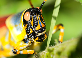 Stunningly colorful grasshopper sitting on a leaf