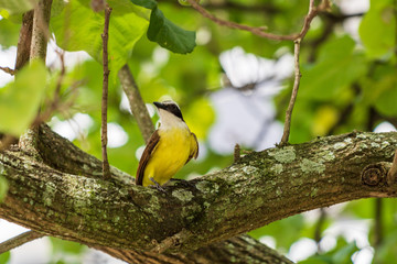 Great Kiskadee - Pitangus sulphuratus, beautiful yellow perching bird from Cental America