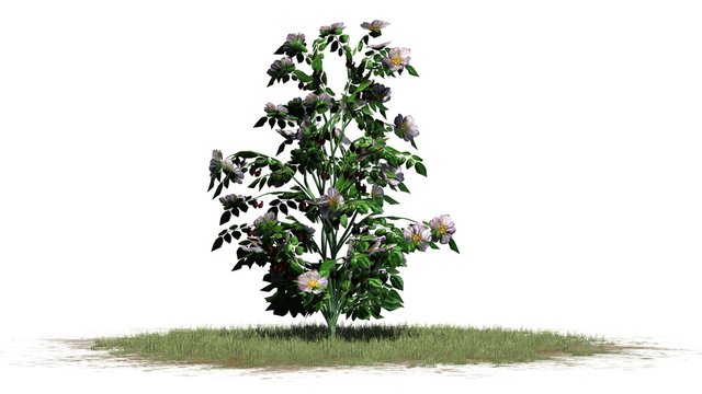sungle dog rose in green grass - bush flowers isolated on white background
