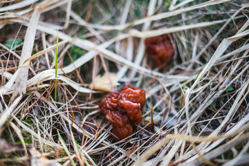Spring stitching mushrooms grow in the grass in the forest