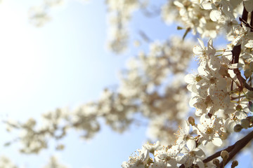 blossoming buds of a cherry tree against a sky of spring. flower morning