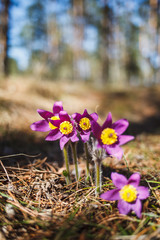 Pasque-flower grows in the forest in early spring.