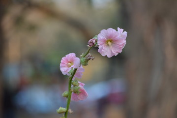 Fototapeta na wymiar White with Pink Garden Flower