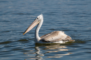 Dalmatian pelican (Pelecanus crispus) Wildlife in natural habitat