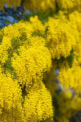 Mimosa Spring Flowers Easter background. Blooming mimosa tree over blue sky. Garden, gardening. Spring holiday blossom