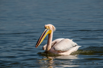 Pink Pelican (Pelecanus onocrotalus) in the wild.Disappearing species of feathered animals.