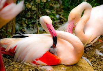 flamingo mother feeding baby. mother love for bird child 