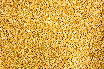 Wheat cereal grains background pattern