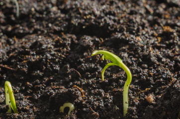 Green pepper seedlings. New concept of life.