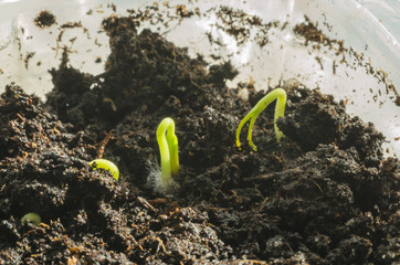 Green pepper seedlings. New concept of life.