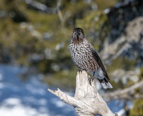 Spotted Nutcracker (Nucifraga caryocatactes) sitting on the perch