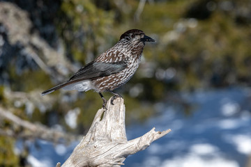 Spotted Nutcracker (Nucifraga caryocatactes) sitting on the perch