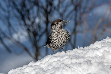 Spotted Nutcracker (Nucifraga caryocatactes) in winter forest.