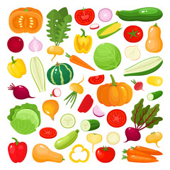 Bright vector illustration of colorful vegetables isolated on white background
