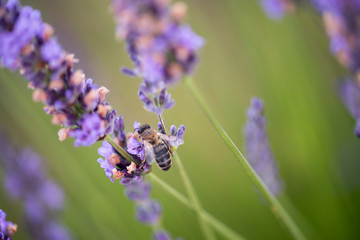 Bee perched in the lavender fields looking for food