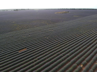 Lavender fields with two varieties of different color