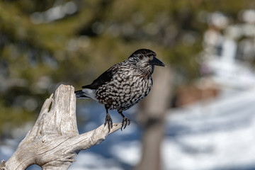 Spotted Nutcracker (Nucifraga caryocatactes) sitting on the perch