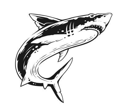 recommend clip art: Shark Black and White Contrast Vector Art