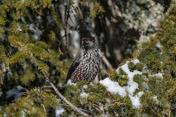Spotted Nutcracker (Nucifraga caryocatactes) sitting on the perch