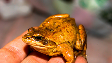 Beautiful yellow frog in the summer garden