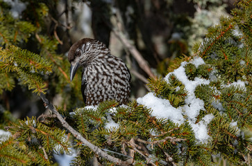 Spotted Nutcracker (Nucifraga caryocatactes) sitting on the perch