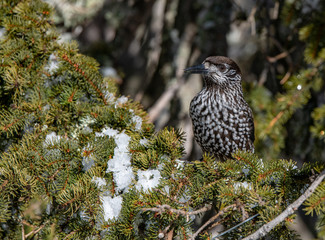 Spotted Nutcracker (Nucifraga caryocatactes) sitting on the perch