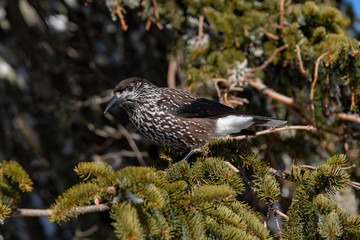 Spotted Nutcracker (Nucifraga caryocatactes) sitting on the perch
