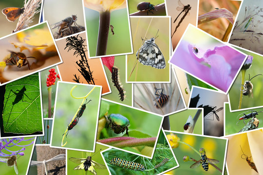 pêle-mêle de photos d'insectes