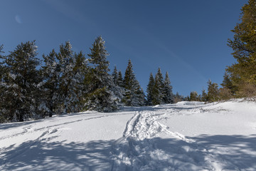 Winter landscape in Vitosha Mountains in Bulgaria