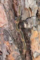 Pine processionary going down by bark of pine tree
