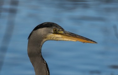 Fototapeta premium Graureiher (Ardea cinerea) portrait
