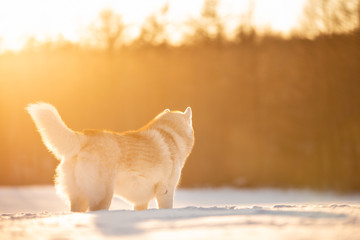Crazy, happy and cute beige and white dog breed siberian husky standing on the snow in the winter field at golden sunset © Anastasiia