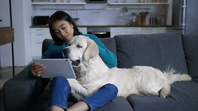 Attractive hindu woman sitting on sofa in domestic room and watching tablet pc together with golden retriever pet lying on her knees. Loving owner petting four-legged friend while using laptop