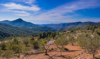 Spain landscape. Almond Fields Almond in bloom. February.