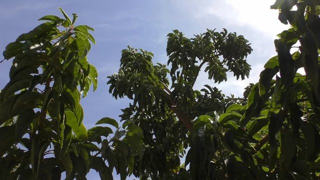 Close up of Phytolacca dioica, ombu or elephant tree top foliage against the sky